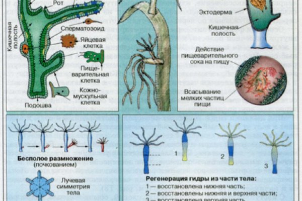 Кракен оригинальные ссылка в тор