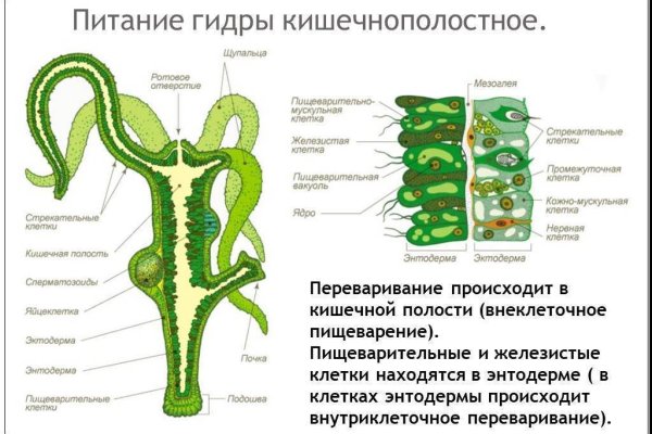 Ссылки на кракена и на мегу