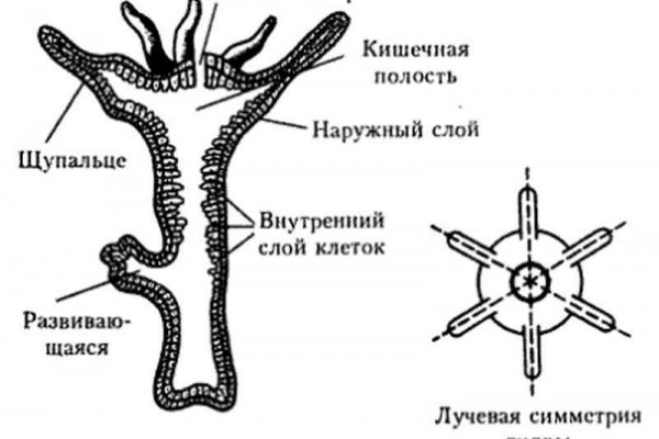 Кракен зеркало рабочее на сегодня krakenat2krnkrnk com